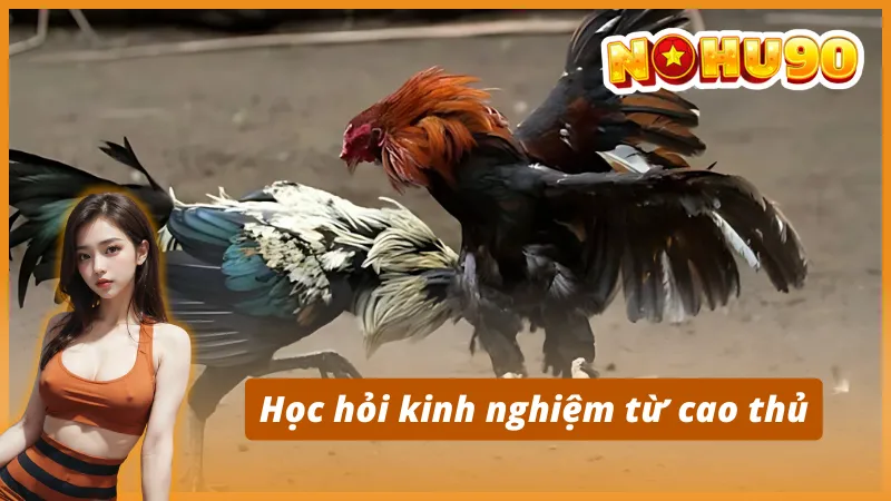 Chiến thuật bắt kèo AOG đá gà – Tăng tỷ lệ thắng