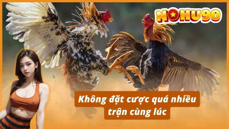 Bí quyết giúp tăng tỷ lệ thắng khi chơi cá cược đá gà