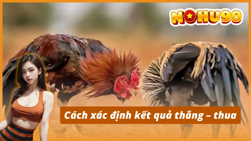 Luật chơi đá gà trực tuyến Nohu90 chi tiết